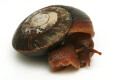 Hadra webbi Australia subadult